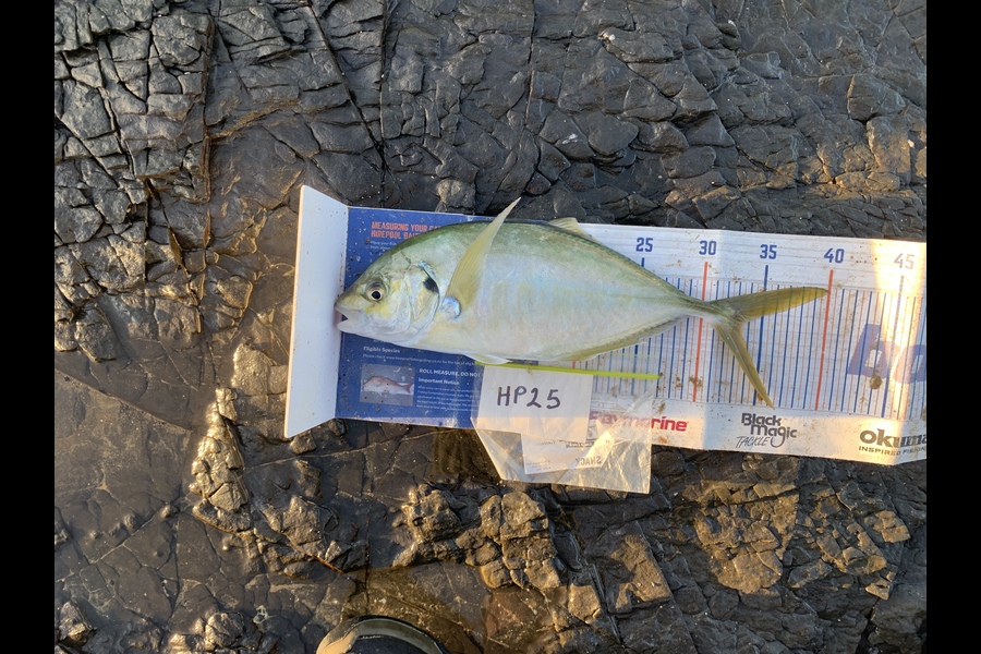 Mark Piskulic caught this 33.5cm Trevally at Northland during The Export NZ Fishing Competition